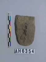 藏品(磨製石斧)的圖片